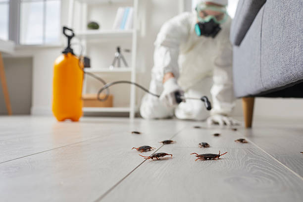 Commercial Kitchen Cockroach Control in Mililani Mauka